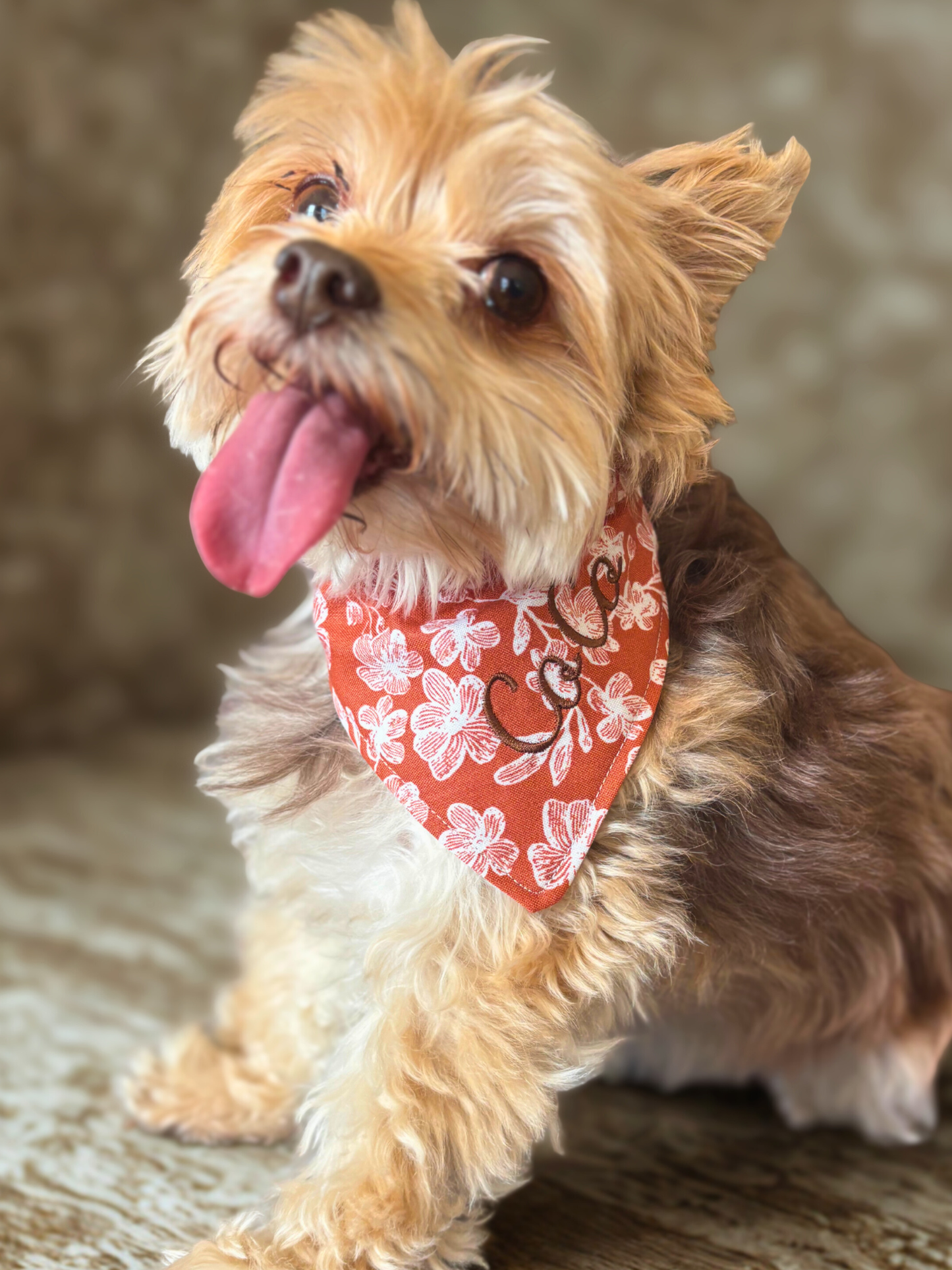Personalized pet ID bandana with embroidered name and phone number